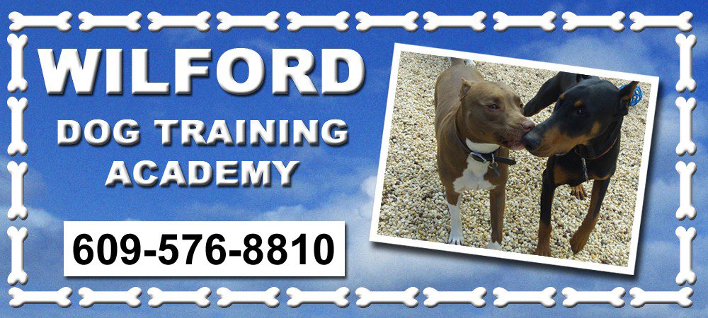 Search Rescue Certification Dog TrainingDog Training